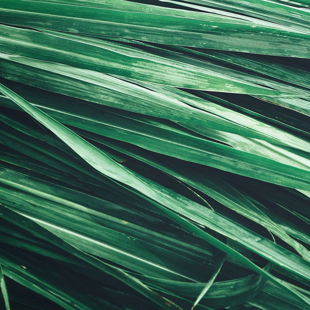 Olfazeta Extrait de Parfum – Frische Grüne Note | exciteluxury