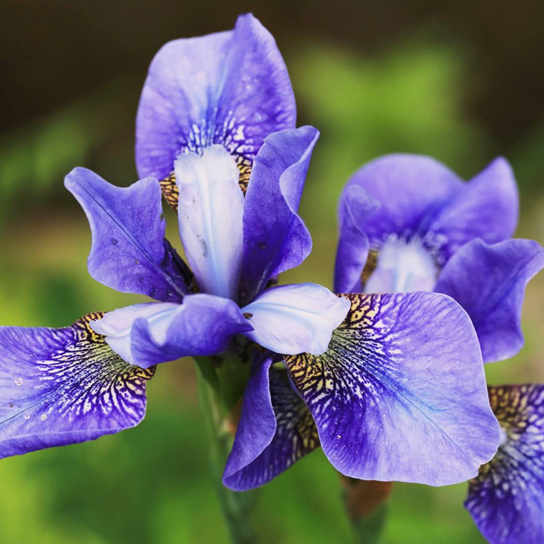 Olfazeta Extrait de Parfum – Iris & Florale Note | exciteluxury