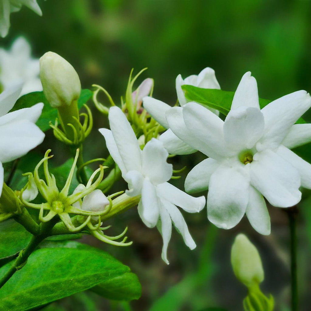 Olfazeta Extrait de Parfum – Jasmin & Florale Note | exciteluxury