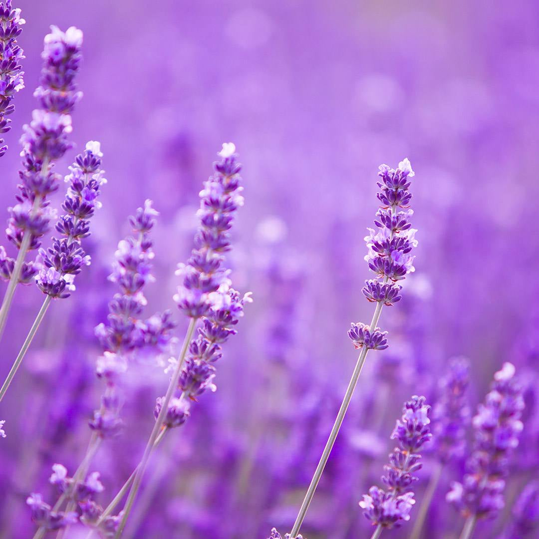 Olfazeta Extrait de Parfum – Lavendel Note | exciteluxury